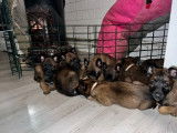 8 chiots Berger Belge Malinois LOF &agrave; r&eacute;server