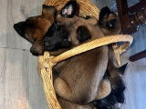 8 chiots Berger Belge Malinois LOF &agrave; r&eacute;server