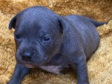 8 chiots Staffordshire Bull Terrier disponibles &agrave; la vente (LOF)