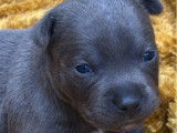 8 chiots Staffordshire Bull Terrier disponibles &agrave; la vente (LOF)