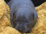 8 chiots Staffordshire Bull Terrier disponibles &agrave; la vente (LOF)