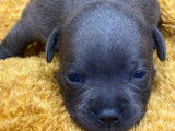 8 chiots Staffordshire Bull Terrier disponibles &agrave; la vente (LOF)