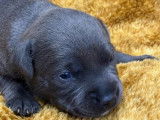 8 chiots Staffordshire Bull Terrier disponibles &agrave; la vente (LOF)