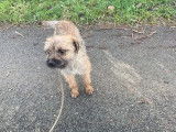 Chien adulte Border Terrier disponible &agrave; la vente (LOF)