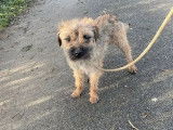 Chien adulte Border Terrier disponible &agrave; la vente (LOF)