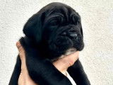 6 chiots Cane Corso LOF, &agrave; r&eacute;server