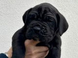 6 chiots Cane Corso LOF, &agrave; r&eacute;server