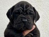 6 chiots Cane Corso LOF, &agrave; r&eacute;server