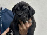 6 chiots Cane Corso LOF, &agrave; r&eacute;server