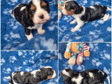 2 chiots m&acirc;les Cavalier King Charles &agrave; vendre (LOF)