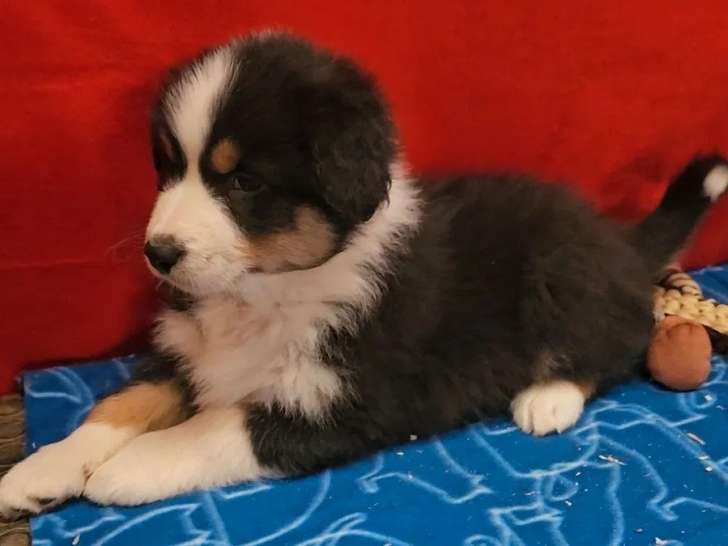 5 chiots Berger Australien LOF à vendre