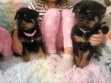 &Agrave; vendre, 3 chiots Rottweiler LOF