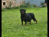 &Agrave; vendre, 3 chiots Rottweiler LOF