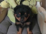 &Agrave; vendre, 3 chiots Rottweiler LOF