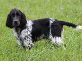 5 chiots m&acirc;les English Springer Spaniel LOF &agrave; vendre
