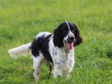5 chiots m&acirc;les English Springer Spaniel LOF &agrave; vendre