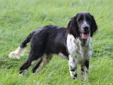 5 chiots m&acirc;les English Springer Spaniel LOF &agrave; vendre