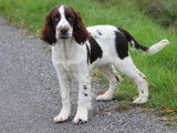 5 chiots m&acirc;les English Springer Spaniel LOF &agrave; vendre