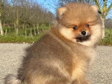 2 chiots Spitz Allemand Nain Pomeranian à réserver (LOF)