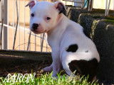 Chiot m&acirc;le Staffordshire Bull Terrier disponible &agrave; la vente (LOF)