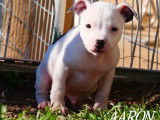 Chiot m&acirc;le Staffordshire Bull Terrier disponible &agrave; la vente (LOF)