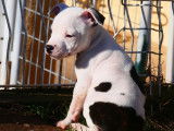 Chiot m&acirc;le Staffordshire Bull Terrier disponible &agrave; la vente (LOF)