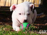 Chiot m&acirc;le Staffordshire Bull Terrier disponible &agrave; la vente (LOF)