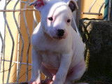 Chiot m&acirc;le Staffordshire Bull Terrier disponible &agrave; la vente (LOF)