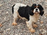Chien adulte m&acirc;le Cavalier King Charles &agrave; vendre (LOF)