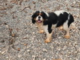 Chien adulte m&acirc;le Cavalier King Charles &agrave; vendre (LOF)