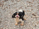 Chien adulte m&acirc;le Cavalier King Charles &agrave; vendre (LOF)