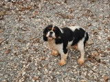 Chien adulte m&acirc;le Cavalier King Charles &agrave; vendre (LOF)