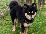 1 chiot m&acirc;le Finnois de Laponie LOF disponible &agrave; la vente