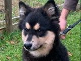 1 chiot m&acirc;le Finnois de Laponie LOF disponible &agrave; la vente