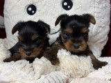 Chiots Yorkshire Terrier LOF &agrave; r&eacute;server