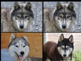4 chiots Husky de Sib&eacute;rie disponibles &agrave; la r&eacute;servation (LOF)