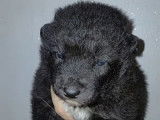8 chiots Chien Loup Tch&egrave;coslovaque disponibles &agrave; l&rsquo;achat (LOF)