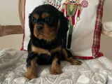 1 chiot femelle Cavalier King Charles disponible &agrave; l&rsquo;achat (LOF)