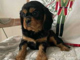 1 chiot femelle Cavalier King Charles disponible &agrave; l&rsquo;achat (LOF)