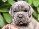 7 chiots Cane Corso LOF &agrave; r&eacute;server
