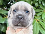 7 chiots Cane Corso LOF &agrave; r&eacute;server