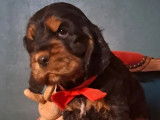 Chiots Cocker Spaniel Anglais à réserver (LOF)