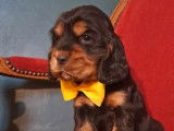 Chiots Cocker Spaniel Anglais &agrave; r&eacute;server (LOF)