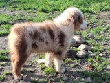 &Agrave; vendre, des chiots Berger Am&eacute;ricain Miniature LOF