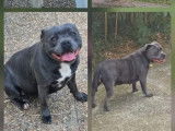 3 chiots m&acirc;les Staffordshire Bull Terrier LOF &agrave; r&eacute;server