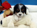 Chiots Cavalier King Charles LOF &agrave; r&eacute;server