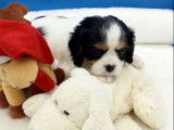 Chiots Cavalier King Charles LOF &agrave; r&eacute;server