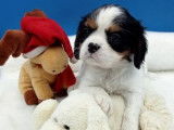 Chiots Cavalier King Charles LOF &agrave; r&eacute;server