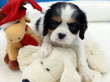 Chiots Cavalier King Charles LOF &agrave; r&eacute;server