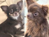 3 chiots Chihuahua disponibles &agrave; l&rsquo;achat (LOF)